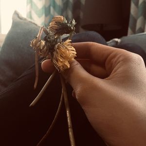 Meet your Posher, Jesse